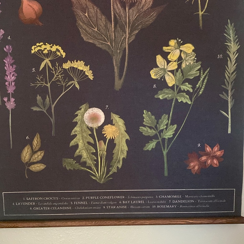 Botanical Wall Art with Black Background - Picture 5 of 6